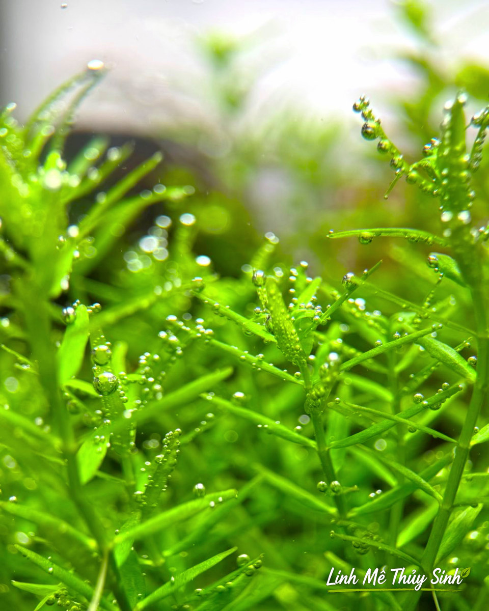 Cây thuỷ sinh pearling nhả bọt oxy nhờ đủ CO2