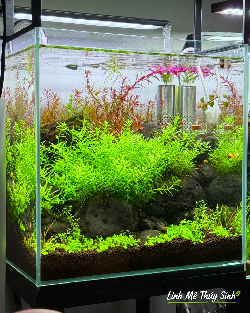 Bể thuỷ sinh CO2 cây thân xanh và cây đỏ mọc dày