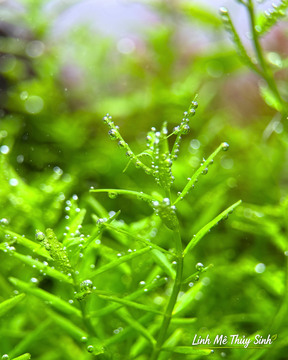 Rotala xanh mọc dày có bọt oxy