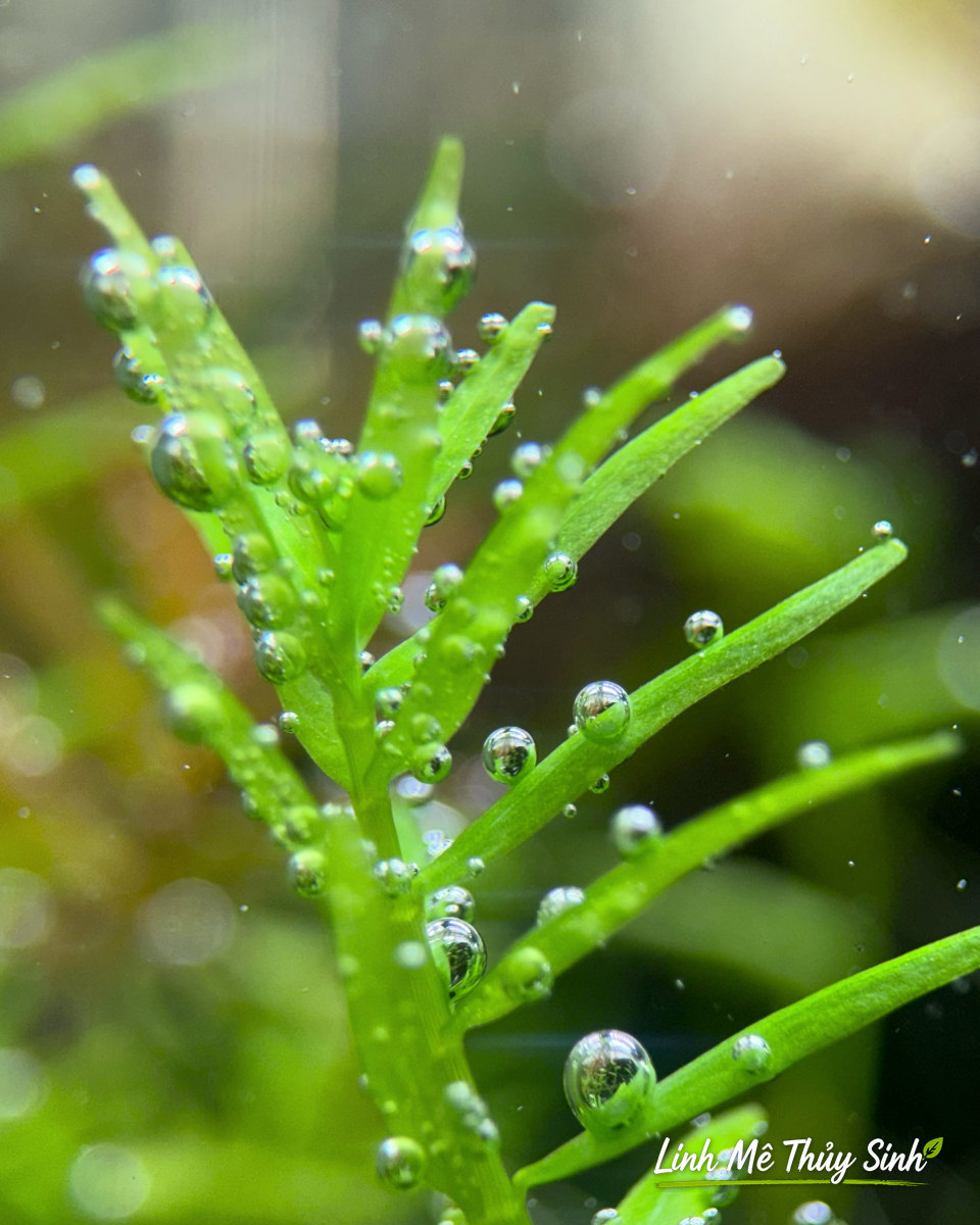 Ngọn rotala xanh pearling nhiều bọt