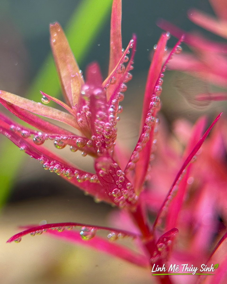 Rotala đỏ pearling trong bể thuỷ sinh có CO2