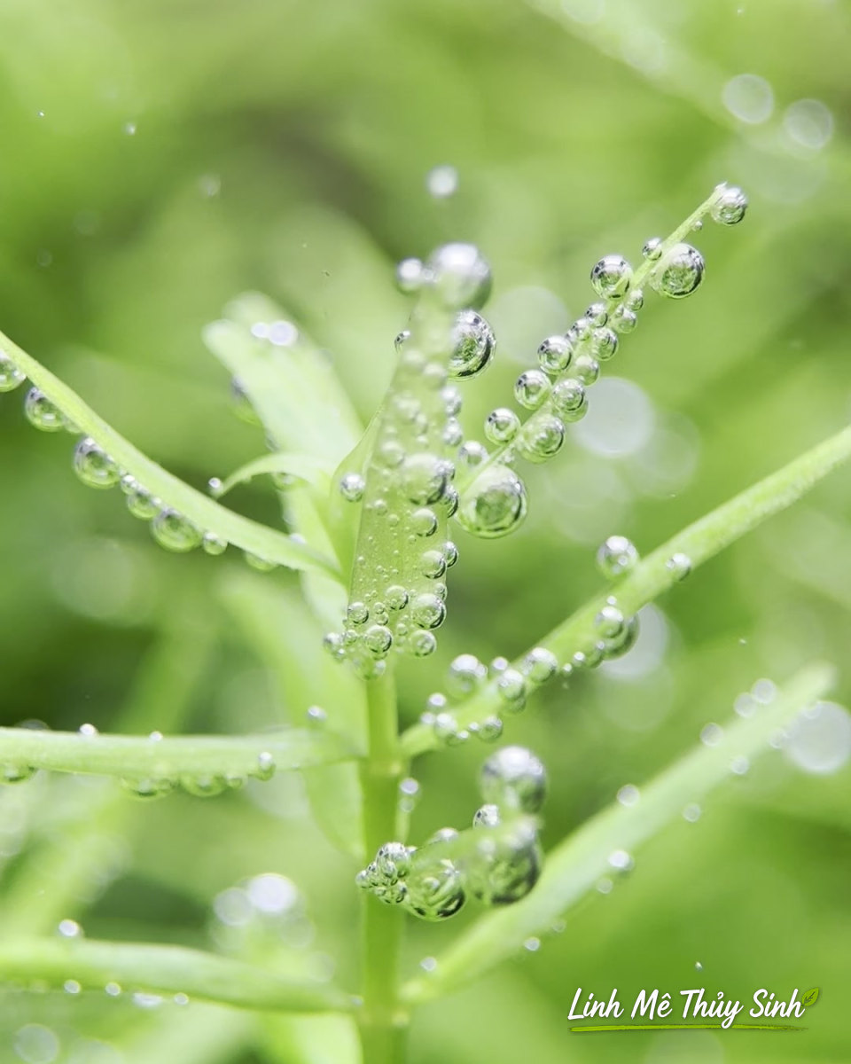 Cây thuỷ sinh pearling chụp macro trong bể có CO2