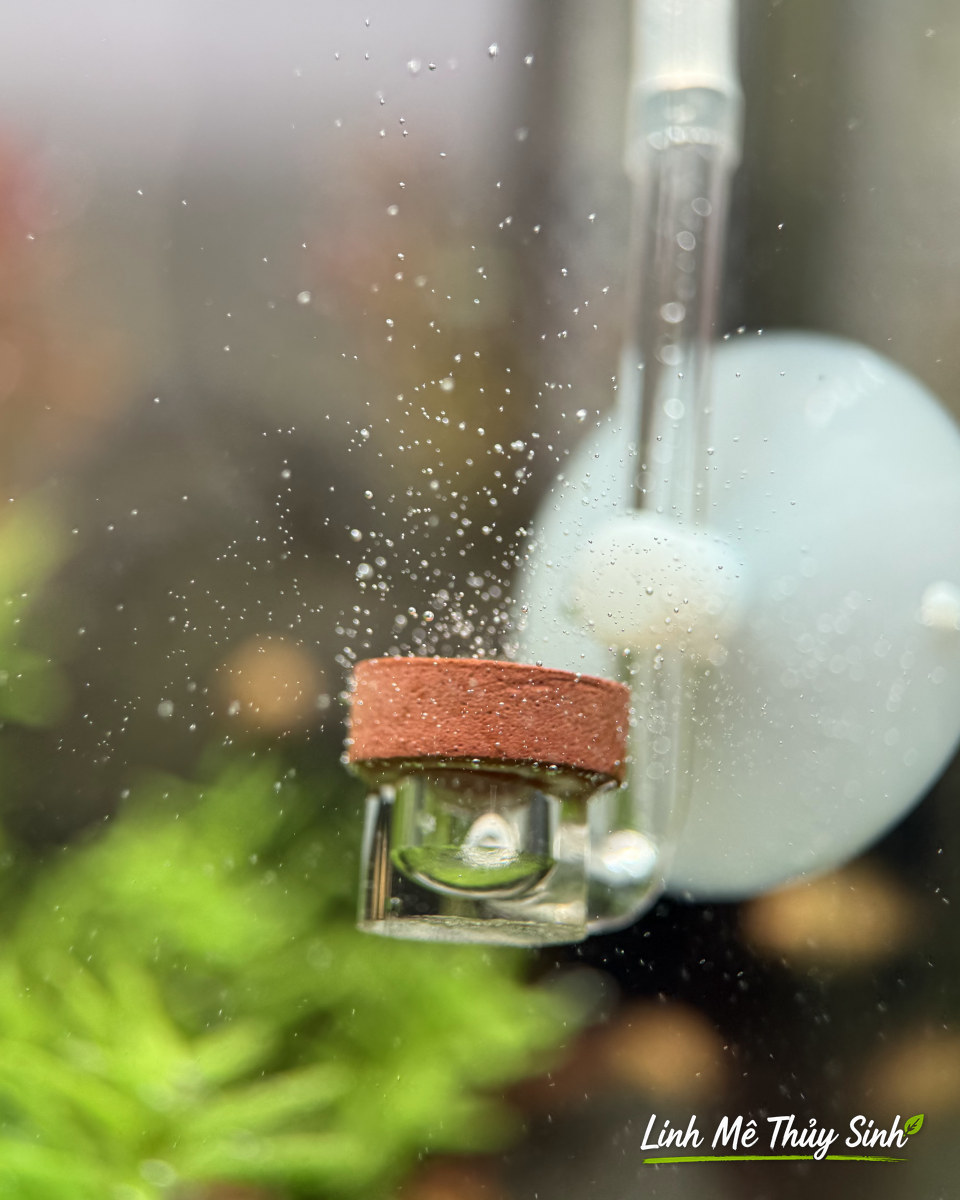 Sủi CO2 gốm đang đánh bọt mịn trong bể