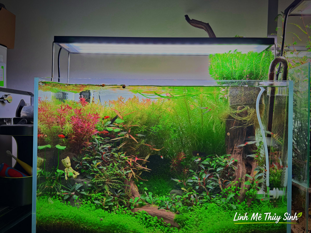 Bể thuỷ sinh Nature nhiều loại cây kết hợp