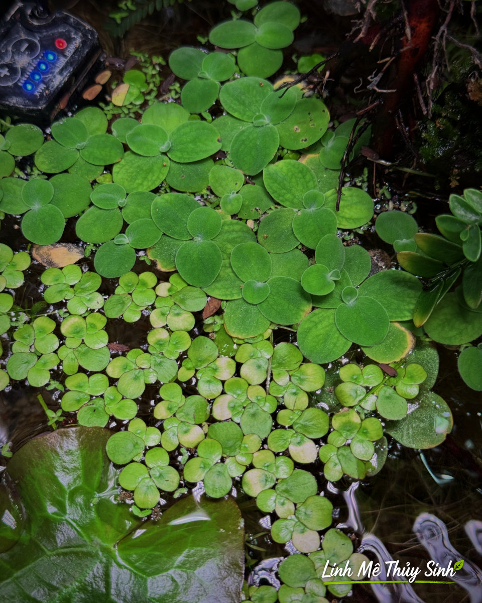 Cây thuỷ sinh lá nổi phủ mặt nước