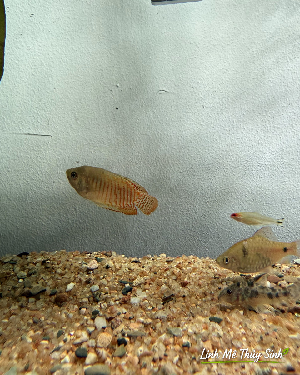 Cá bơi trên nền cát bể biotope