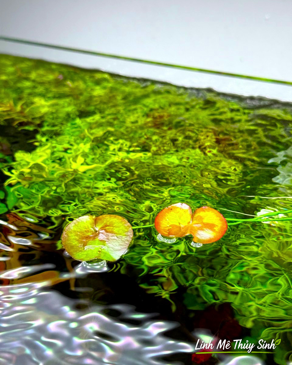 Cây thân xanh mọc sát mặt nước bể Nature