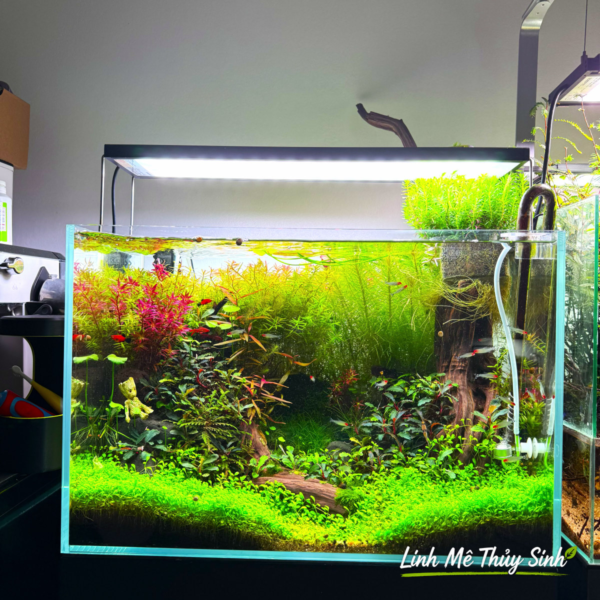 Bể Nature của Linh Mê Thuỷ Sinh với thảm tiền cảnh và lũa trụ