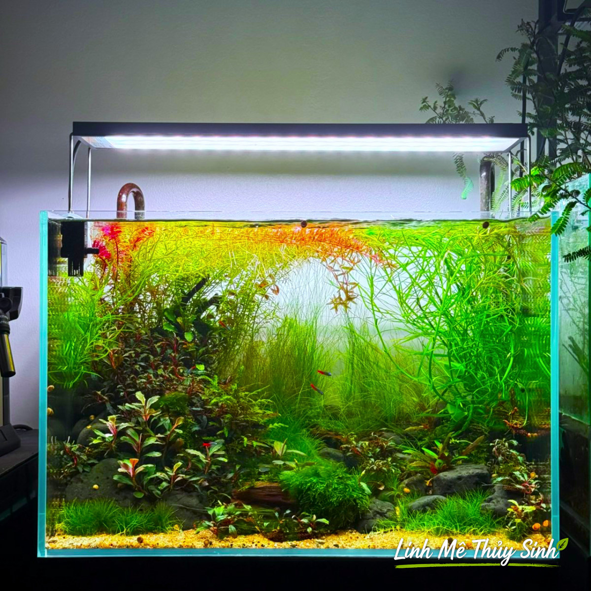Bể thuỷ sinh 60x40x40 nhiều cây đỏ và đá hồi chơi Nature, dùng đèn mạnh