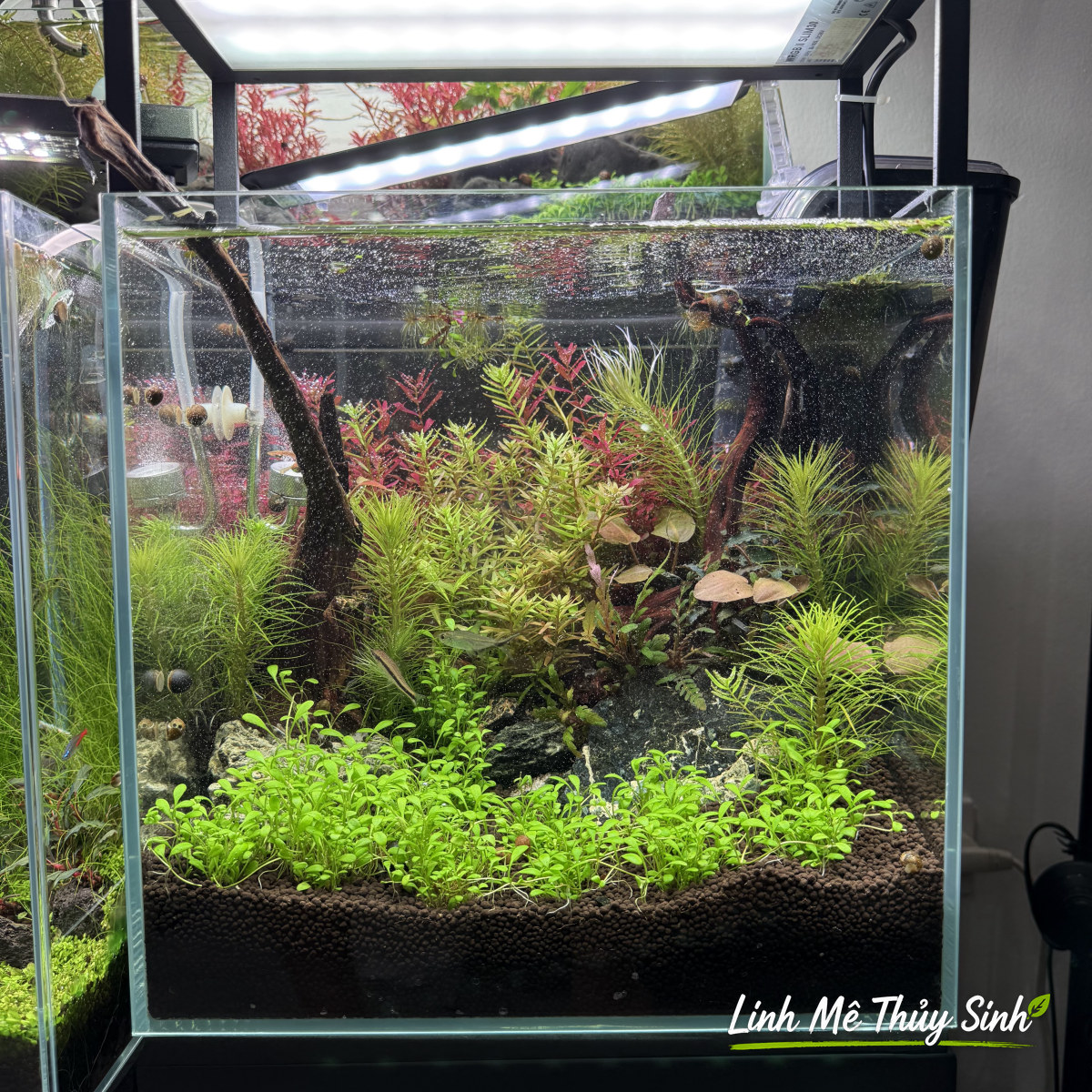 Bể Cubic 30 Nature có lũa, thảm và cây đỏ