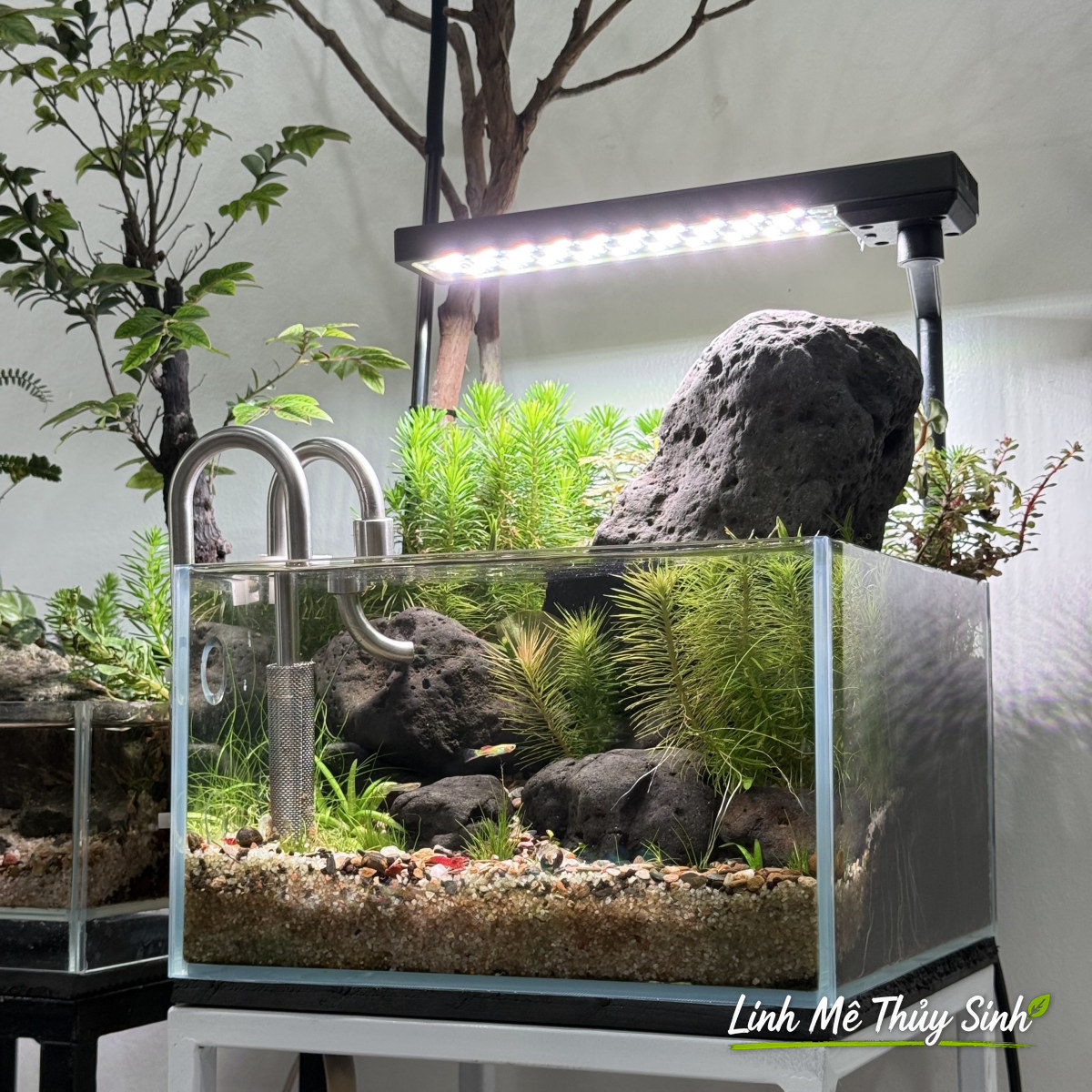 Bể nanotank có cội đen, in out inox, đèn kẹp