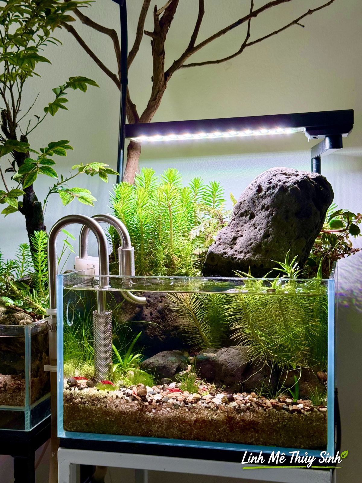 Bể nano thuỷ sinh với in out inox và đèn treo