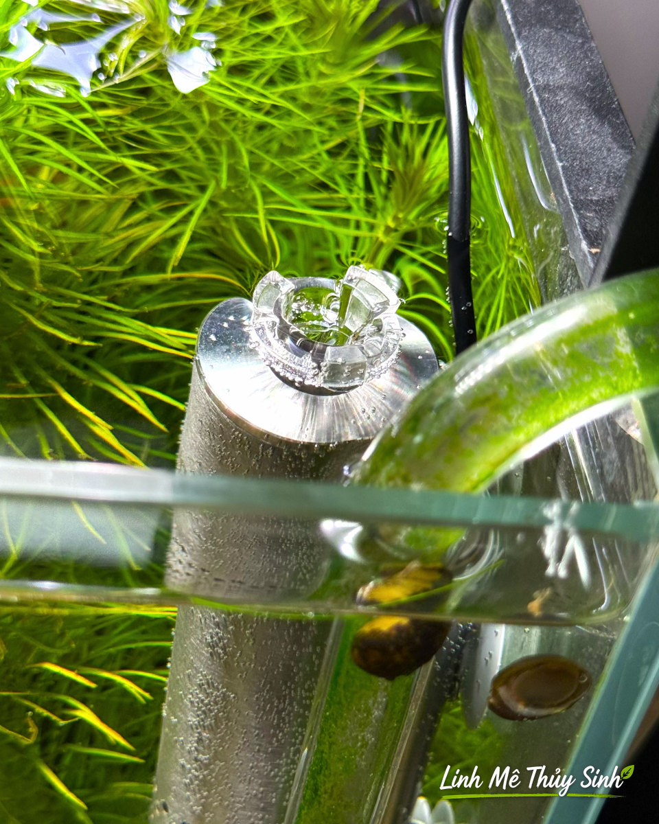 Lọc váng inox trong bể nano