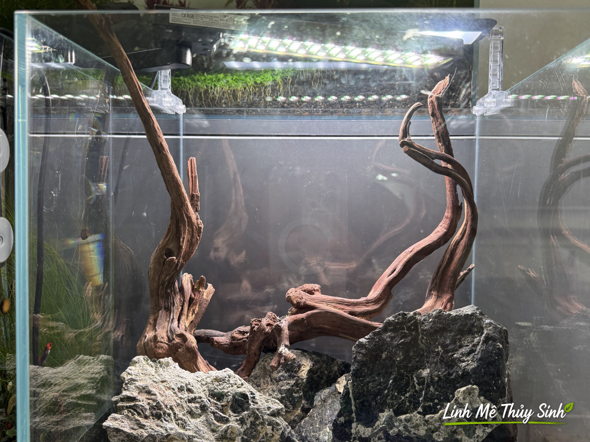 Bể cubic 30 mới dựng lũa đá, chưa có cây