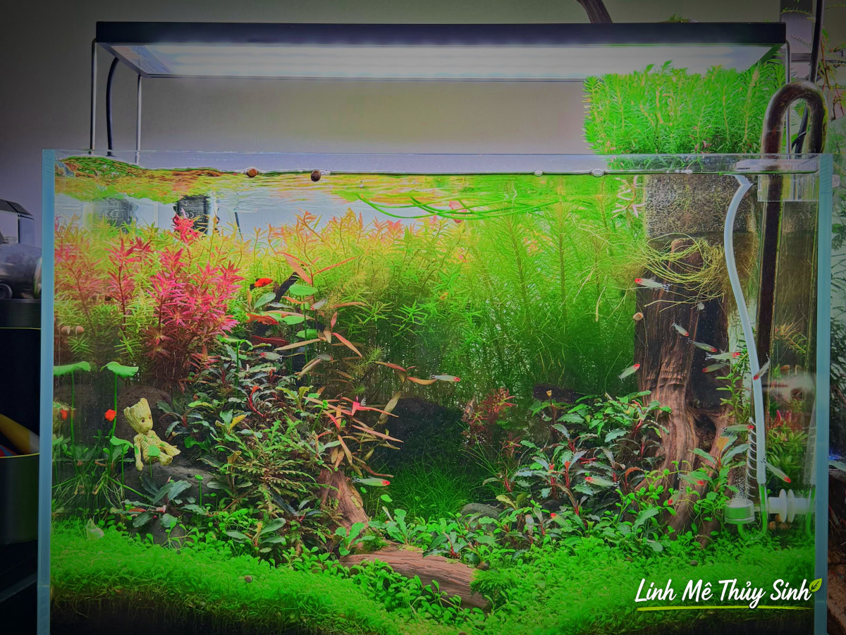Bể thuỷ sinh Nature trưởng thành cây lên đều