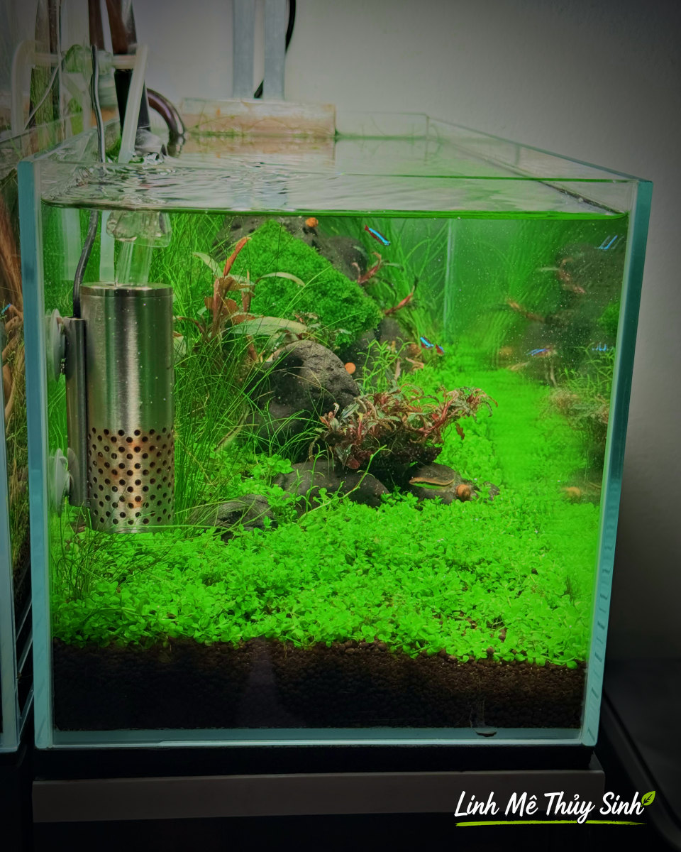 Bể cubic thuỷ sinh có thảm trân châu ngọc trai full nền