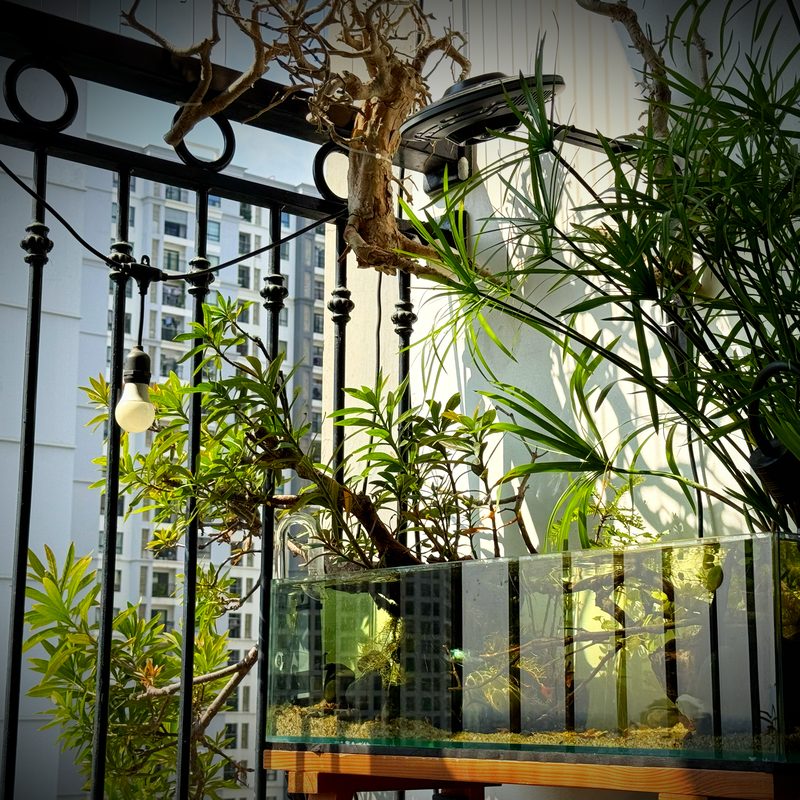 Góc thuỷ sinh ban công của Linh Mê Thuỷ Sinh