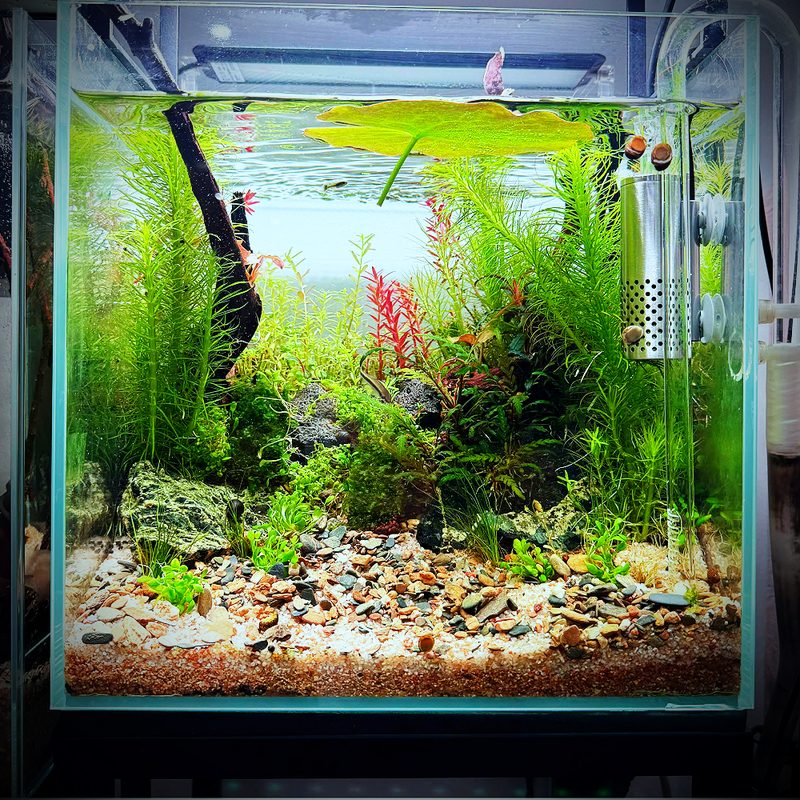 Bể thuỷ sinh Nature cây khoẻ của Linh Mê Thuỷ Sinh